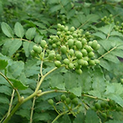 Raw Sansho E (early harvest)