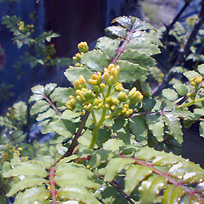 山椒の花